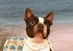 Boston Terriers
